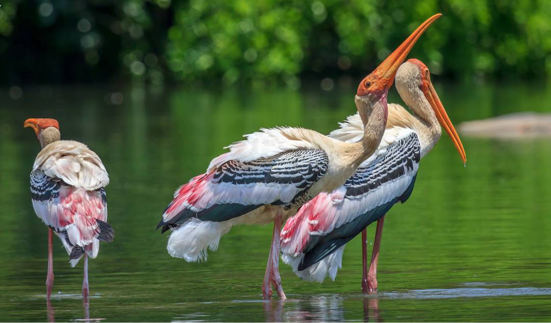 kokrebellur bird sanctuary